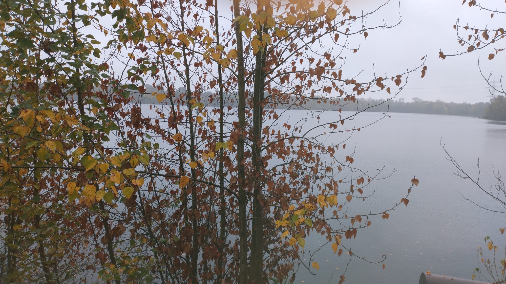 Goldi morgens